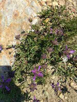 Sierra beardtongue(Penstemon heterodoxus)