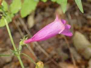 Bunchleaf Penstemon(Penstemon heterophyllus)