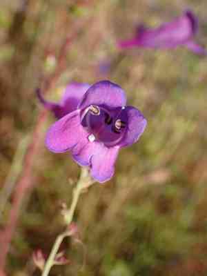 Bunchleaf Penstemon(Penstemon heterophyllus)