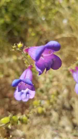 Bunchleaf Penstemon(Penstemon heterophyllus)