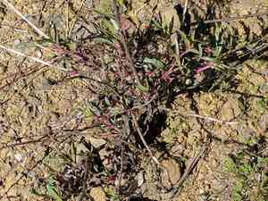 Bunchleaf Penstemon(Penstemon heterophyllus)