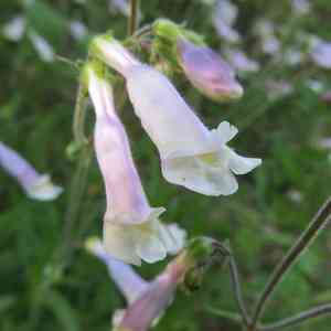 Hairy Beardtongue(Penstemon hirsutus)