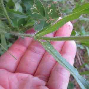 Hairy Beardtongue(Penstemon hirsutus)