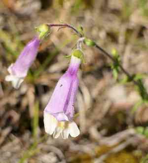 Hairy Beardtongue(Penstemon hirsutus)