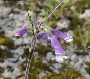 Hairy Beardtongue(Penstemon hirsutus)