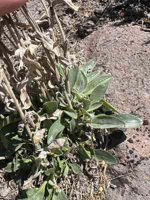 Low beardtongue(Penstemon humilis)