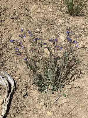 Low beardtongue(Penstemon humilis)