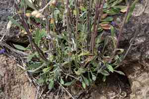 Low beardtongue(Penstemon humilis)