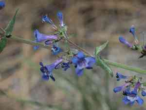 Low beardtongue(Penstemon humilis)