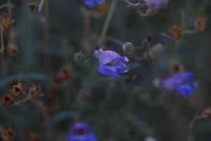 Mojave beardtongue(Penstemon incertus)