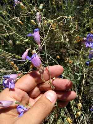 Mojave beardtongue(Penstemon incertus)