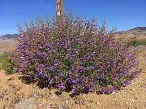Mojave beardtongue(Penstemon incertus)