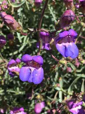 Mojave beardtongue(Penstemon incertus)
