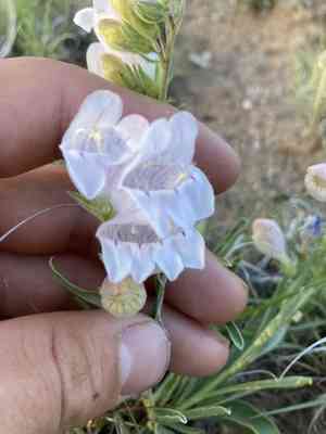 James' beardtongue(Penstemon jamesii)
