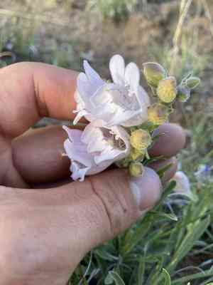 James' beardtongue(Penstemon jamesii)