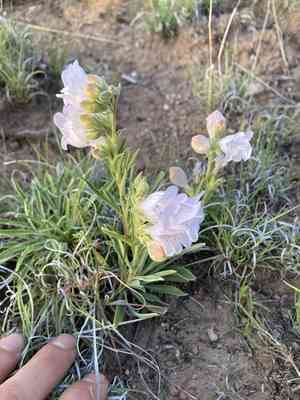 James' beardtongue(Penstemon jamesii)