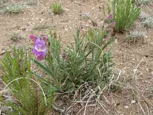 James' beardtongue(Penstemon jamesii)