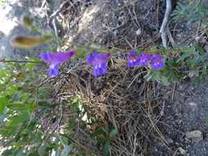 Gay penstemon(Penstemon laetus)