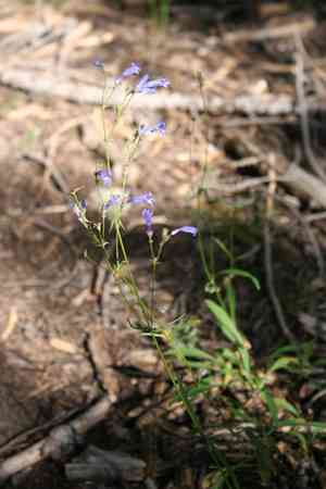 Gay penstemon(Penstemon laetus)