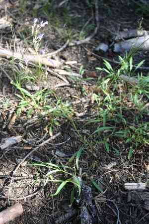 Gay penstemon(Penstemon laetus)