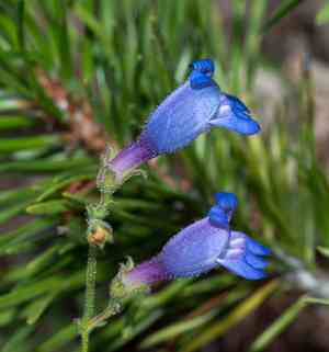 Gay penstemon(Penstemon laetus)