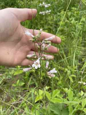 Eastern smooth beardtongue(Penstemon laevigatus)