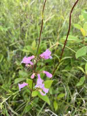 Eastern smooth beardtongue(Penstemon laevigatus)