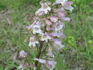 Eastern smooth beardtongue(Penstemon laevigatus)
