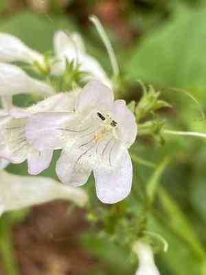 Eastern smooth beardtongue(Penstemon laevigatus)