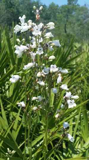 Manyflower beardtongue(Penstemon multiflorus)