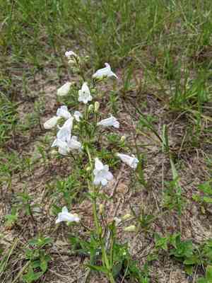 Manyflower beardtongue(Penstemon multiflorus)