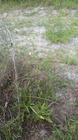 Manyflower beardtongue(Penstemon multiflorus)
