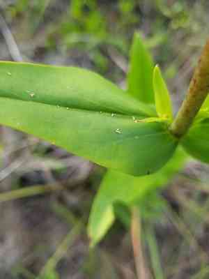 Manyflower beardtongue(Penstemon multiflorus)