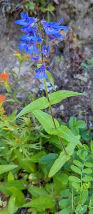 Eggleaf beardtongue(Penstemon ovatus)