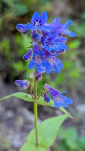 Eggleaf beardtongue(Penstemon ovatus)