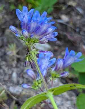 Eggleaf beardtongue(Penstemon ovatus)