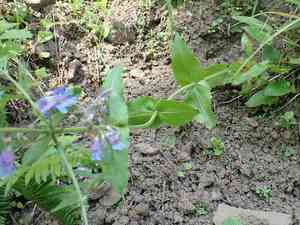 Eggleaf beardtongue(Penstemon ovatus)
