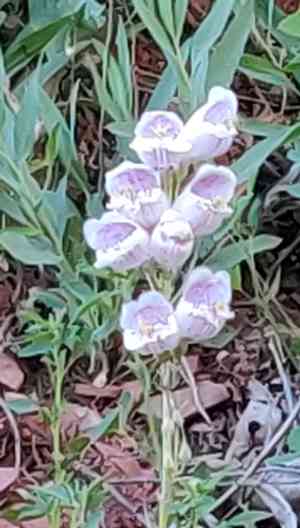 Palmer's penstemon(Penstemon palmeri)