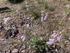 Palmer's penstemon(Penstemon palmeri)