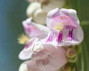 Palmer's penstemon(Penstemon palmeri)