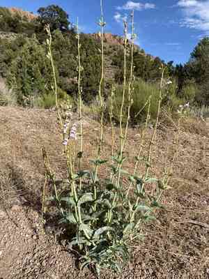 Palmer's penstemon(Penstemon palmeri)