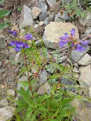 Small-flower penstemon(Penstemon procerus)