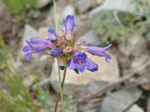 Small-flower penstemon(Penstemon procerus)