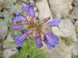 Small-flower penstemon(Penstemon procerus)