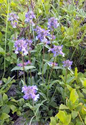 Small-flower penstemon(Penstemon procerus)