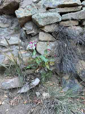 Desert beardtongue(Penstemon pseudospectabilis)