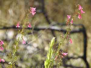 Desert beardtongue(Penstemon pseudospectabilis)