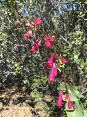 Desert beardtongue(Penstemon pseudospectabilis)