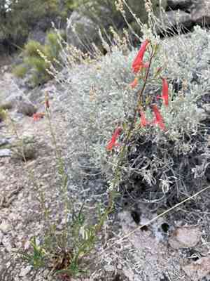 Bridge penstemon(Penstemon rostriflorus)