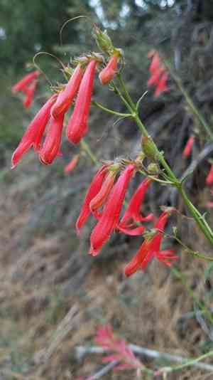 Bridge penstemon(Penstemon rostriflorus)